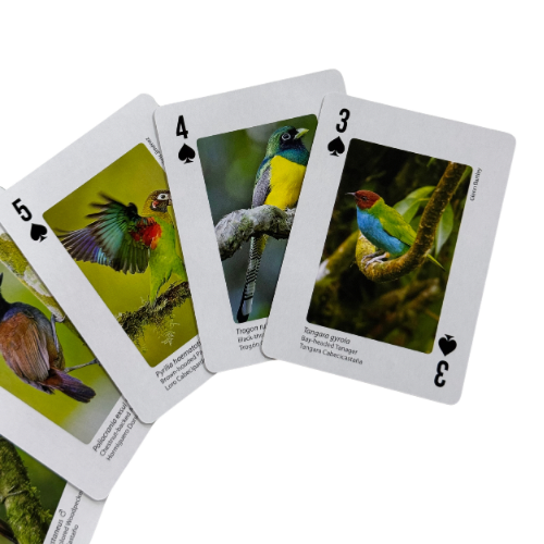 BIRDS OF COSTA RICA PLAYING CARDS - Image 3
